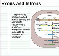 Image result for Exon Spanning