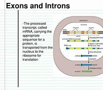 Image result for Exon in Biology