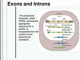 Image result for Exon Spanning