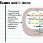 Image result for Introns and Exons Examples