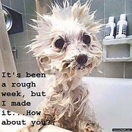 Image result for Dog Had a Rough Week Meme