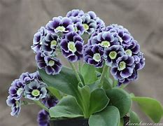 Image result for Primula auricula Broadwell Gold
