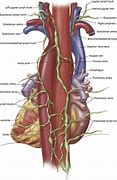 Image result for Right Thoracic Duct