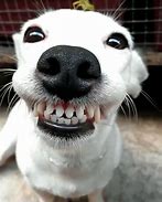 Image result for Dog with Big Teeth Meme