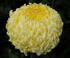 Image result for Regular Incurve Crysanthemum Flower