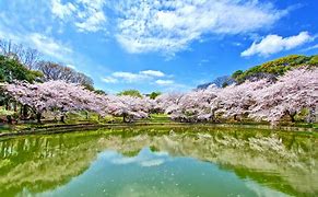 Image result for Osaka Cherry Blossom Festival