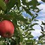Image result for Red Apple Canada