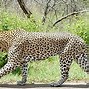 Image result for Animal Print Leopardo