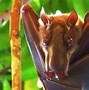 Image result for Biggest Bat Documented