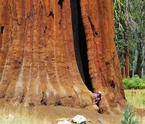 Image result for Giant Sequoia Tree Seeds