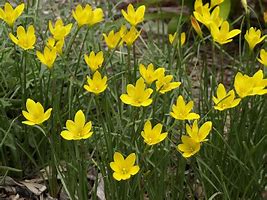 Image result for Zephyranthes citrina