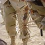 Image result for World Biggest Camel Spider