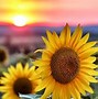 Image result for Sunflower Zoom