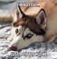 Image result for Angry Dog Funny Meme