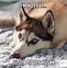 Image result for cute dogs meme with caption