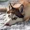 Image result for Dog Face Meme