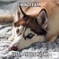 Image result for Dog Funny Puppy Memes