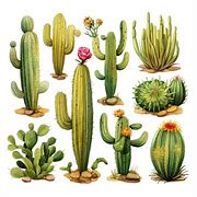 Image result for Desert Cactus PNG