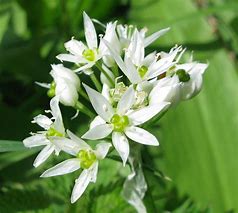 Image result for Allium ursinum