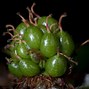 Image result for Rubus idaeus Zeva