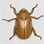 Image result for "grapevine-beetle"