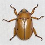 Image result for "Spotted-Grapevine-Beetle"