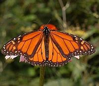 Image result for Butterflies iPhone Wallpaper