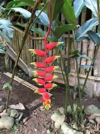 Image result for Cecropia Lobster Claw