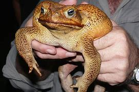Image result for Cameroon Toad