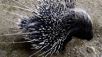 Image result for Desert Porcupine