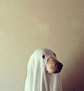 Image result for DIY Dog Halloween Costumes