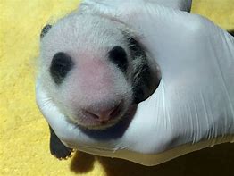 Image result for Panda Cub Born