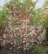 Image result for Prunus cistena