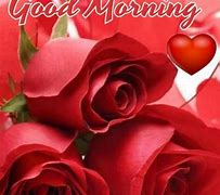 Image result for Morning Roses