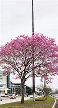 Image result for Florianopolis Flowers