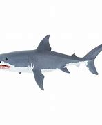 Image result for Safari LTD Great White Shark
