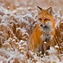 Image result for Cool Animal PFP 1080