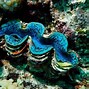 Image result for Clam Species List