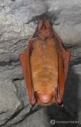 Image result for North Korea Purple Bat