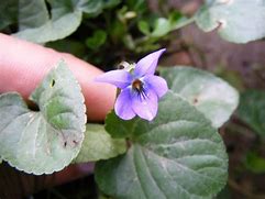 Image result for Viola odorata Amethyst