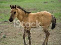 Image result for Sorraia Mustang