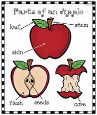 Image result for Parts of an Apple Craft for Preschool