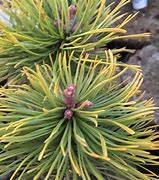 Image result for Pinus mugo Wintersonne