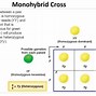 Image result for Monohybrid Cross of Heterozygous Parents