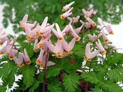 Image result for Dicentra cucullaria Pittsburg