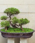 Image result for Bonsai Moss