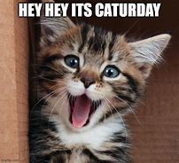 Image result for Caturday Cat