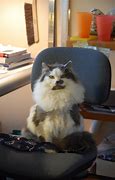 Image result for Cat Mood Swings