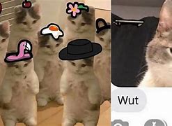 Image result for Dank Cat Memes 2019