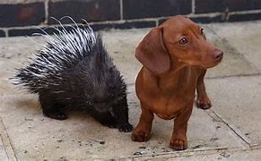 Image result for Dog and Porcupine
